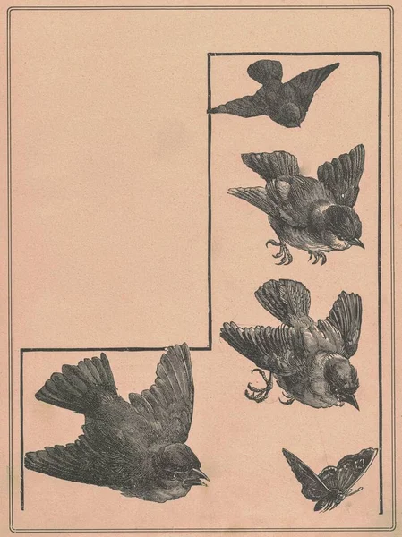 Illustrazione Antica Bianco Nero Degli Uccelli Splendida Illustrazione Vintage Dei — Foto Stock