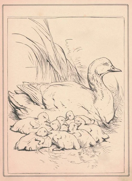 Zwart Wit Antieke Illustratie Toont Een Schattige Eendenfamilie Vintage Tekening — Stockfoto
