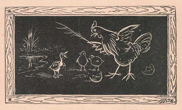 Black and white antique illustration shows a hen and chickens drawn on a blackboard. Vintage drawing shows the hen and its chickens drawn on the blackboard. Old picture from fairy tale book. Storybook illustration published 1910. A fairy tale, fairyt