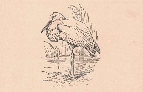 Illustration Antique Noir Blanc Montre Une Cigogne Blanche Dessin Vintage — Photo