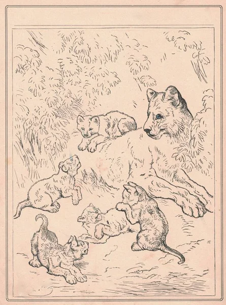 Black and white antique illustration shows a lion\'s family. Vintage drawing shows the female lion and its cubs. Old picture from fairy tale book. Storybook illustration published 1910. A fairy tale, fairytale, wonder tale, magic tale, fairy story or