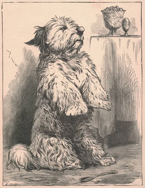Black and white antique illustration shows a cute doge inside. Vintage drawing shows the dog that sits up on its hind legs. Old picture from fairy tale book. Storybook illustration published 1910. A fairy tale, fairytale, wonder tale, magic tale, fai