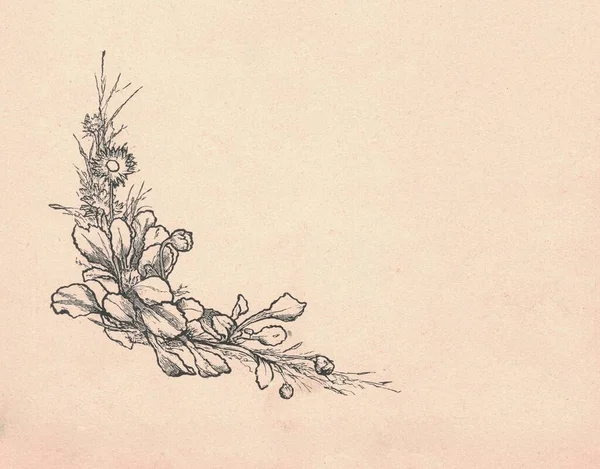 Ilustração Antiga Preto Branco Mostra Flores Lado Fora Desenho Vintage — Fotografia de Stock