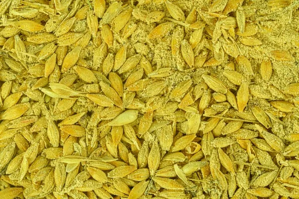 Full frame of rotten barley grains. Moldy barley grains. Mycotoxins - rotten barley grains. Rotten corn grains.