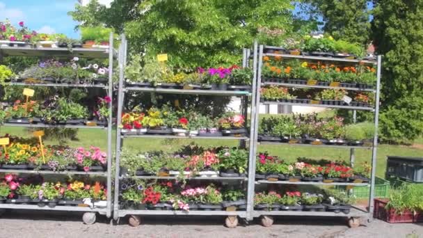 Sale Plants Flowers Street Flower Shop Town Square Display Racks — Stock Video