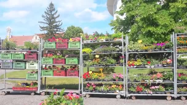销售街道上的植物和花卉 市中心广场上的花店 用鲜花和植物展示架子 满架子的植物和花卉 — 图库视频影像