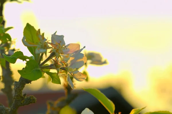 Άνθη Κερασιάς Άνθισαν Ανθισμένο Κλαδί Κερασιάς Ανθισμένη Κερασιά — Φωτογραφία Αρχείου