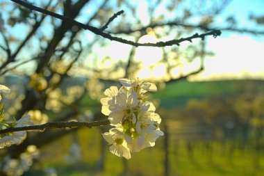 Gökyüzüne karşı çiçek açan kiraz çiçekleri. Beyaz kiraz çiçekleri duvar kağıdı arka planı. Yumuşak Odaklanma.
