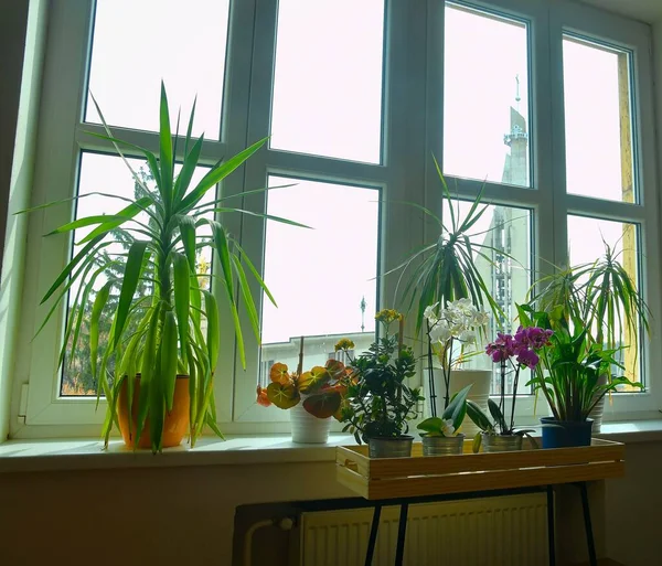 stock image Indoor plants on windowsill. Home gardening, love of plants indoors. Flowers care and still life. Orchids and other indoor plants.