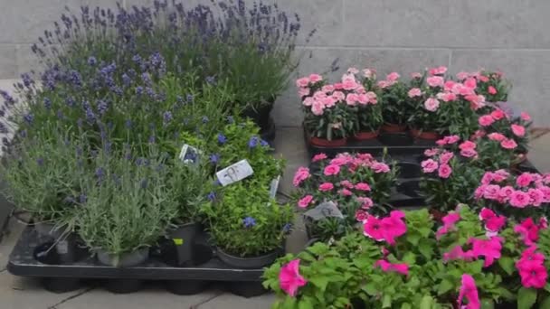 Blommor Butik Exteriör Med Blomsterarrangemang Och Buketter Blommor Beredda Att — Stockvideo