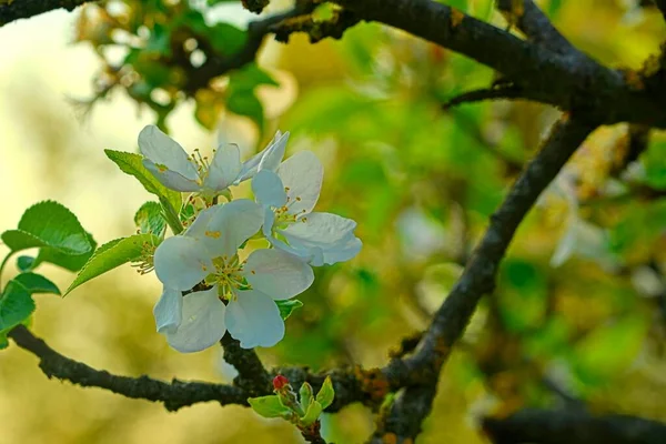 Apple Blossoms Full Blooming Sky White Cherry Blossoms Wallpaper Background — Stock Photo, Image