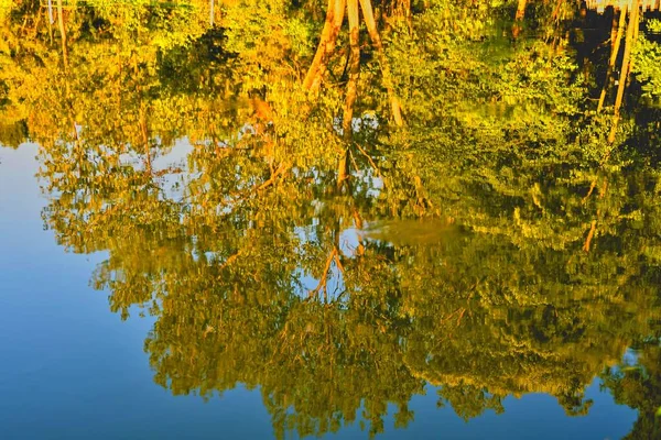 stock image Trees reflection on lake or pond. Golden hour, orange sunset time.