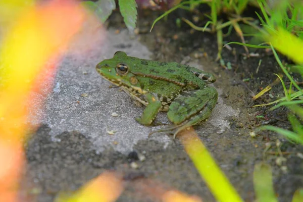 緑食用カエル 共通の水カエルとしても知られています 草の中に座って大人のカエル — ストック写真