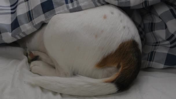 Beagle Dog Sover Beagle Sover Hemma Söt Beagle Hund Ligger — Stockvideo