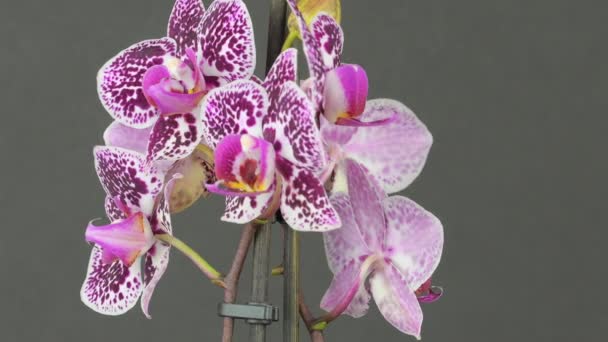 Schöne Lila Orchidee Die Auf Schwarzem Hintergrund Rotiert Makroaufnahme Knospen — Stockvideo