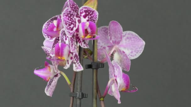 Beautiful Purple Orchid Rotating Black Background Macro Shot Bud Close — стоковое видео