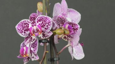 Beautiful purple orchid rotating on black background, macro shot. Bud close-up. Petals of blooming lilac orchid flowers open.