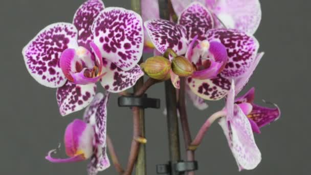 Bela Flor Orquídea Roxa Florescendo Fundo Preto Elegante Orquídea Manchada — Vídeo de Stock