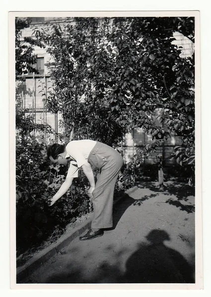 庭にはチェコスロバキア共和国 1940 ヴィンテージ写真ショー男性 — ストック写真