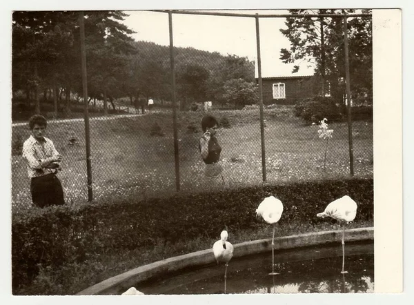 捷克斯洛伐克社会主义共和国 大约在 老式照片显示人们参观动物园 — 图库照片