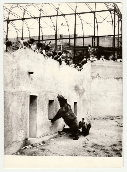 チェコスロバキア社会主義共和国 1980 年代頃 ヴィンテージ写真を示しています人訪問動物園 熊堀の つのクマ — ストック写真