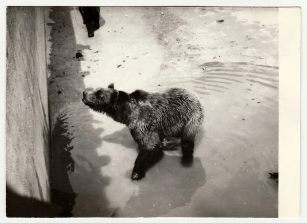Czechoslovak Socialist Circa 1980 古旧的照片显示人们参观Zoo 熊在护城河中的圈养 — 图库照片
