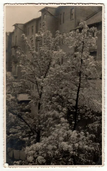 チェコ 1937年5月 開花する木の窓からのヴィンテージ写真ショー レトロ黒と白の写真 — ストック写真