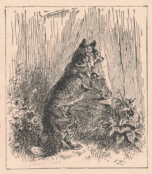 Black White Antique Illustration Shows Fox Looks Wooden Paling Vintage — Stock Photo, Image