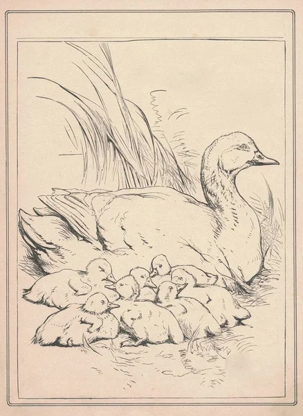 Ilustração Antiga Preto Branco Mostra Família Pato Bonito Desenho Vintage — Fotografia de Stock