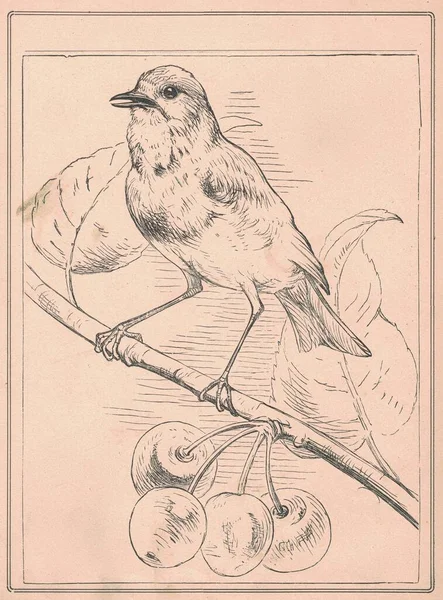 Eine Schwarz Weiße Antike Illustration Zeigt Eine Amsel Auf Einem — Stockfoto