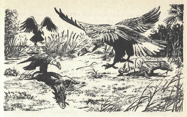 Vultures eat horse carcasses. Old black and white illustration. Vintage drawing. Illustration by Zdenek Burian. Zdenek Michael Frantisek Burian 11 February 1905 in Koprivnice, Moravia, Austria