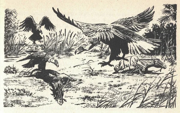 Gieren Eten Paardenkarkassen Oude Zwart Wit Illustratie Vintage Tekening Illustratie Stockafbeelding