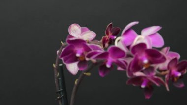 Siyah arkaplanda beyaz ve mor çiçek açan orkide görüntüsü. Ev bitkisi. Güzel beyaz ve mor orkide çiçeği. Dönen orkide, kısmen dağılmış. Phalaenopsis, Güve Orkidesi