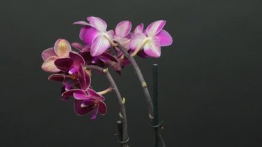 Siyah arkaplanda beyaz ve mor orkide. Çiçek açan orkideler. Beyaz ve mor orkide Phalaenopsis çiçeği yakın plan, siyah arkaplan. Siyah üzerine beyaz ve mor çiçek açan orkide görüntüsü