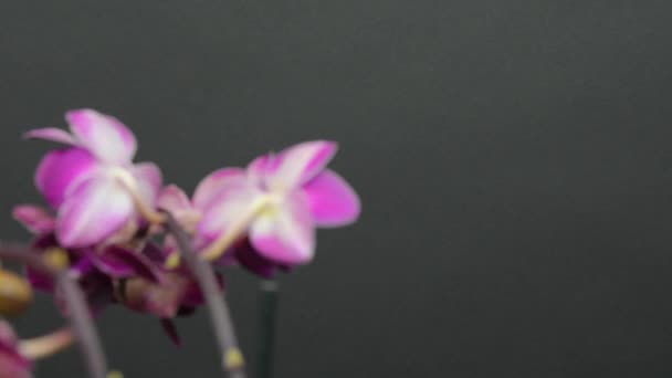 白色和紫色开花兰花在黑色背景上的形象 家庭植物 美丽的白色和紫色兰花 旋转的兰花 注意力分散 凤尾鱼 — 图库视频影像