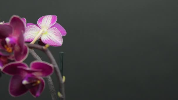 白色和紫色开花兰花在黑色背景上的形象 家庭植物 美丽的白色和紫色兰花 旋转的兰花 凤尾鱼 — 图库视频影像