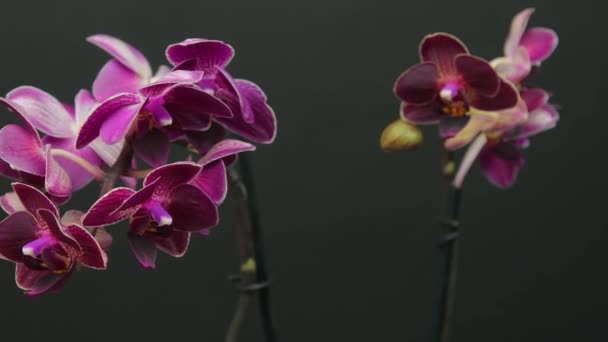 Filmación Flor Orquídea Blanca Púrpura Sobre Fondo Negro Planta Casa — Vídeo de stock