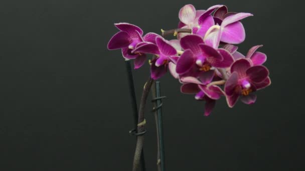 보라색 Phalaenopsis 배경에 자주색 난초의 있습니다 아름다운 보라색 — 비디오