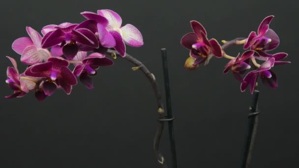 黒を背景に白と紫の蘭 蘭が咲く 白と紫の蘭の花のクローズアップ 黒の背景 黒に白と紫の花を咲かせる蘭の花の映像 — ストック動画