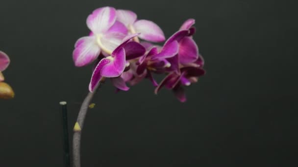 Белая Фиолетовая Орхидея Черном Фоне Цветущие Орхидеи Белый Фиолетовый Орхидеи — стоковое видео