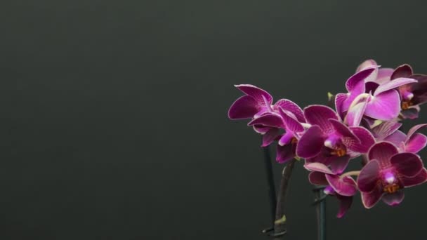 Biała Fioletowa Orchidea Phalaenopsis Kwiat Zbliżenie Czarne Tło Nagranie Białego — Wideo stockowe