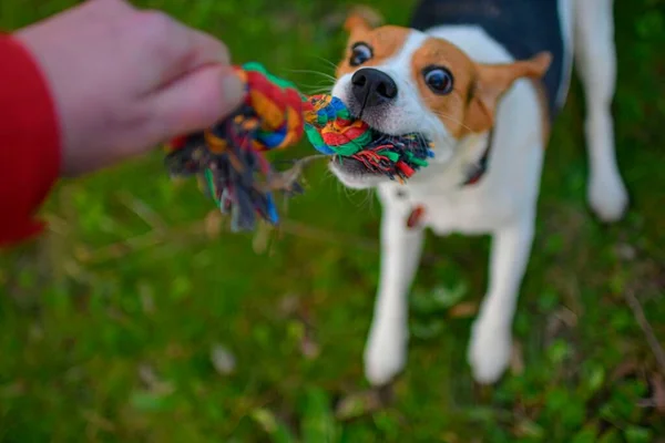 Ένας Σκύλος Τραβάει Ένα Σχοινί Σκύλος Μπιγκλ Παίζει Τον Αφέντη — Φωτογραφία Αρχείου