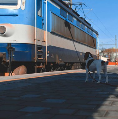 Bir köpek tren istasyonunda sahibini bekler. Sadakat, terk etme ve köpek dostluğu kavramı. Hareket eden bir lokomotifi izleyen bir köpek.