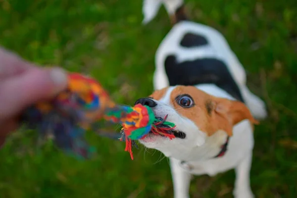 Çeken Bir Köpek Beagle Köpeği Efendisiyle Oynuyor Köpek Efendisi Dışarıda — Stok fotoğraf
