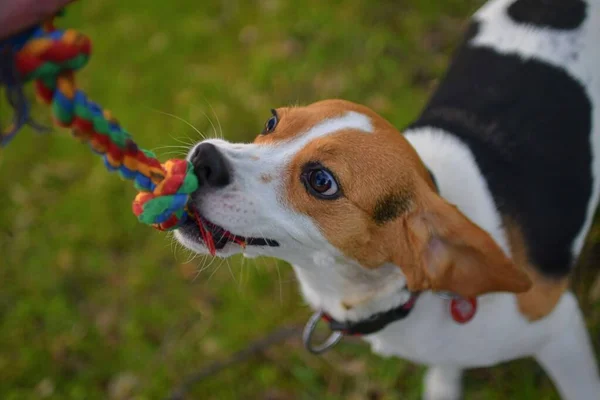 Perro Tirando Una Cuerda Colores Beagle Perro Jugando Con Amo — Foto de Stock