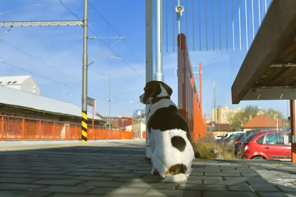 Der Hund Wartet Gehorsam Auf Sein Herrchen Bahnhof Das Konzept — Stockfoto