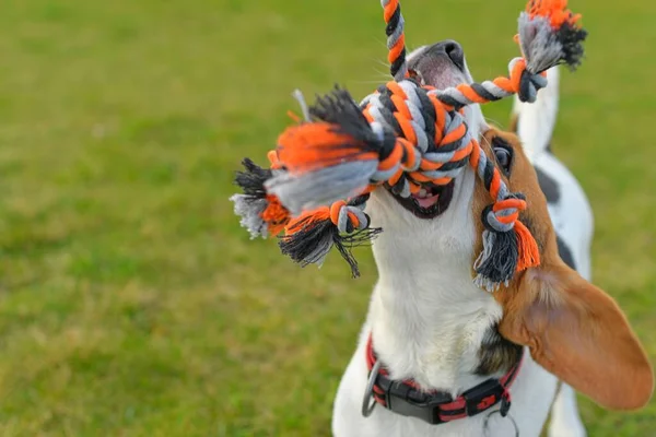 A beagle dog pulls a rope and plays tug-of-war with his master. A dog plays tug of war with a rope. Playful dog with toy. Tug of war between master and beagle dog