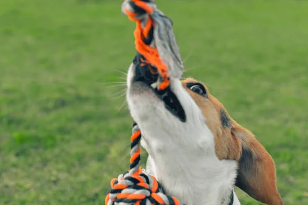 A beagle dog pulls a rope and plays tug-of-war with his master. A dog plays tug of war with a rope. Playful dog with toy. Tug of war between master and beagle dog