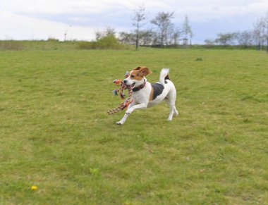 Ağzında oyuncak olan bir av köpeği. Çayırda koşan köpek. Köpeğin ağzındaki oyuncak savaş köpeği.