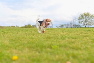 Bir av köpeği ağzında bir oyuncak ile koşar. Çayırda koşan oyuncu köpek. Köpeğin ağzındaki oyuncak savaş köpeği.